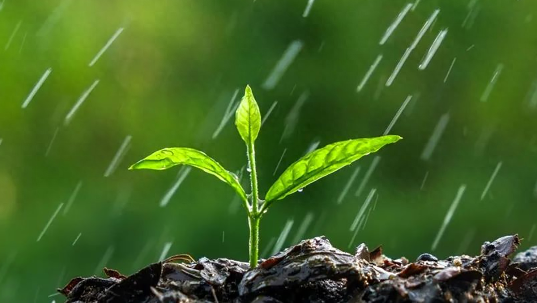 雨水 | 春雨润万物 美酒正微醺