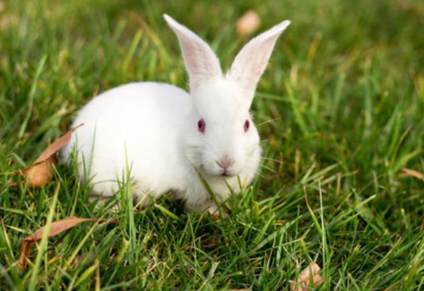 中国和国外的兔子,竟然有这么多不同,一起来了解一下_毛色_黑色_白色