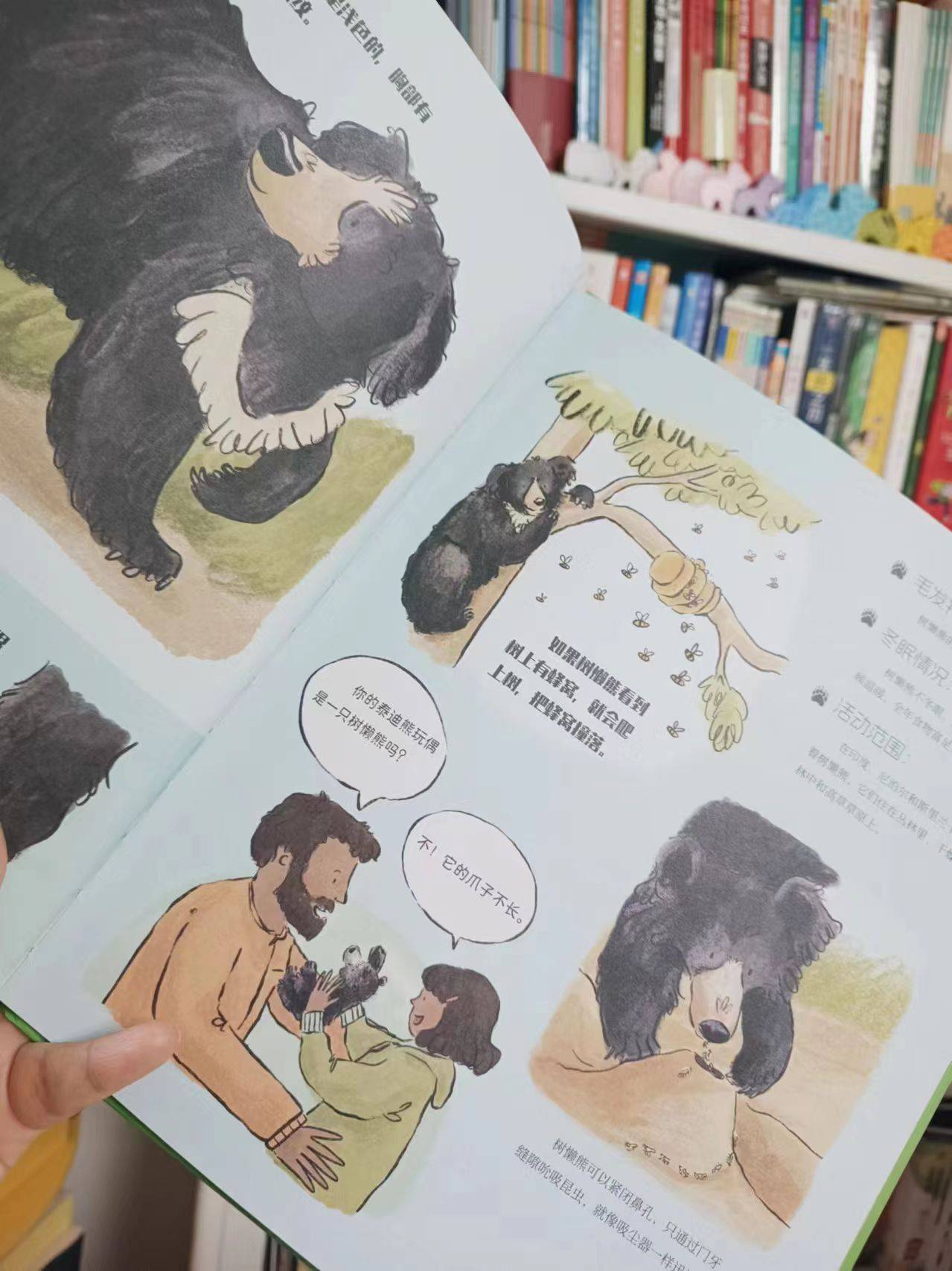 熊乡_森林_棕熊