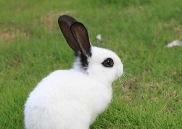 中国和国外的兔子,竟然有这么多不同,一起来了解一下_毛色_黑色_白色