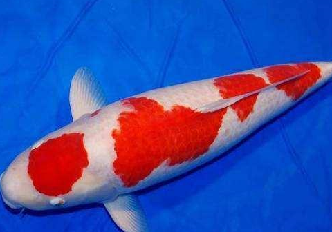 金丝鱼_品种_问题