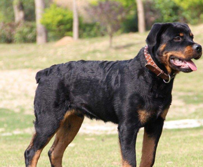 世界十大忠诚狗狗排名榜,你家狗狗上榜了吗?_指数_主人_性格