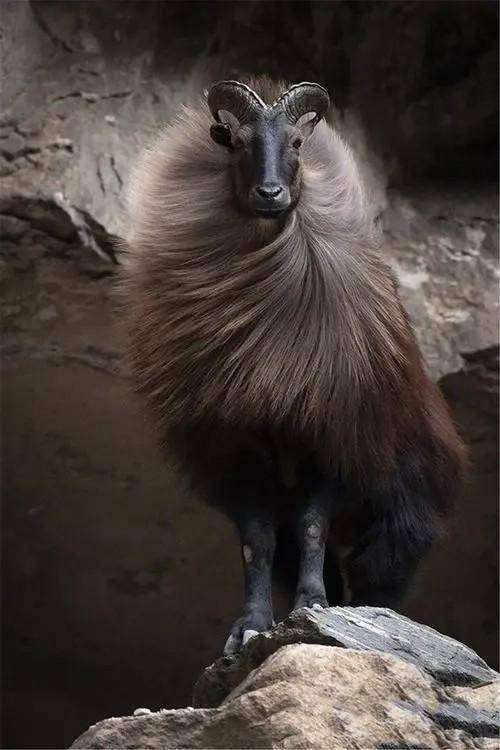 数量仅有500多头,能踢翻雪豹和野狼_塔尔_高原上_动物