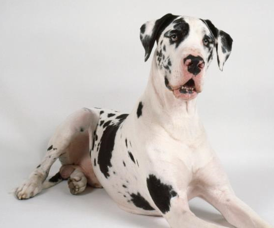 关于大丹犬你知道多少呐?_德国_黑色_拳师