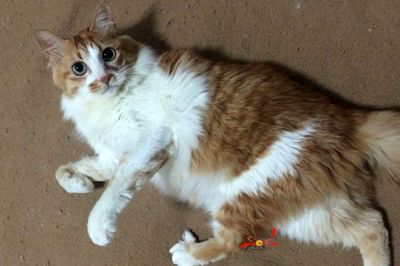 土耳其梵猫对猫粮有要求吗_猫咪_热量_蛋白质