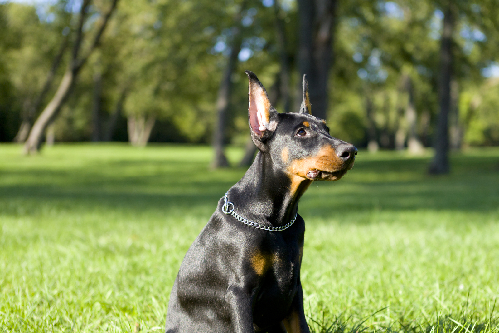 饲养杜宾犬的4大禁忌,想把它养成牛犊般强壮,这些事千万别做_狗狗