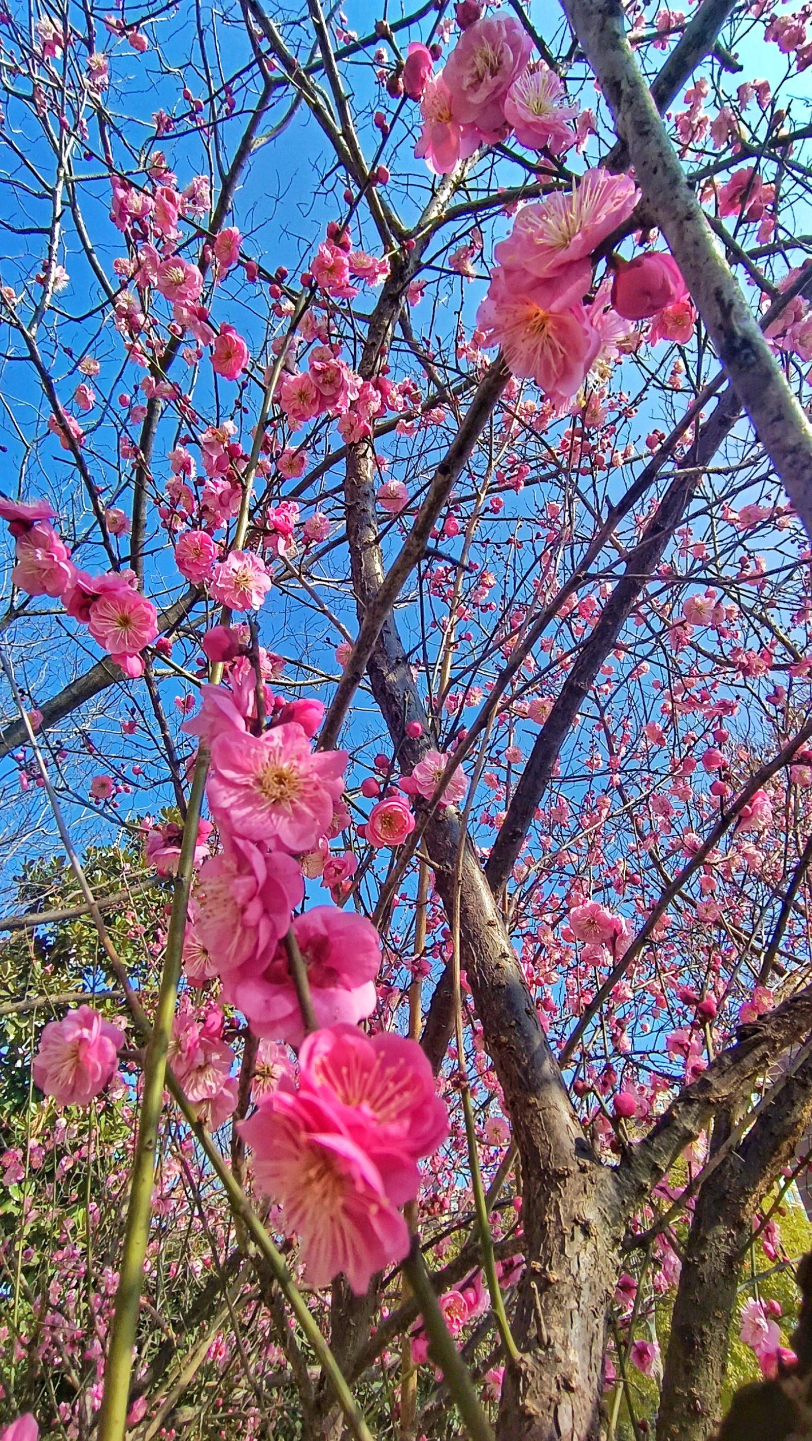 梅花盛开春意浓