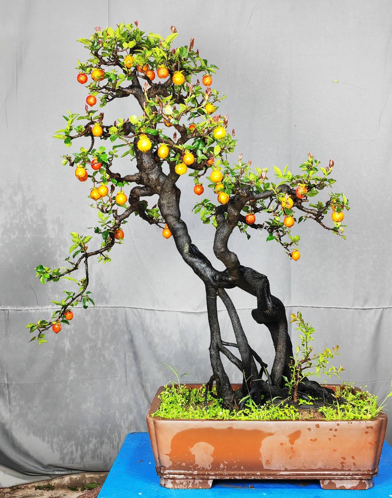 金弹子花开满枝,关键在于合理控水控肥_植物_盆景_花朵