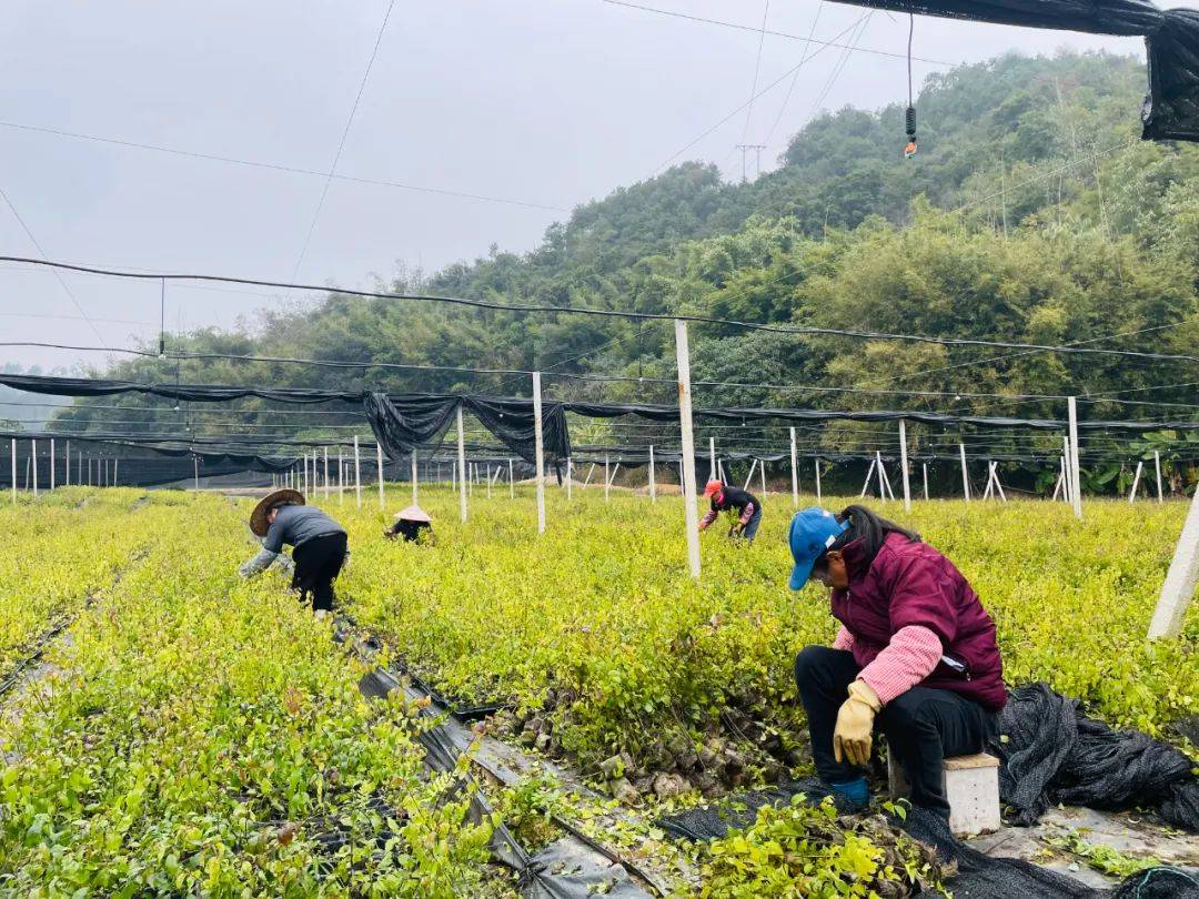 南药基地图片