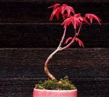 红枫盆景如何进行摘叶 红枫盆景摘叶剪枝以及护理的注意事项_工作
