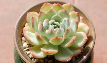 这几款多肉植物能吸收甲醛,家里一定要准备_净化_叶片_排名第一