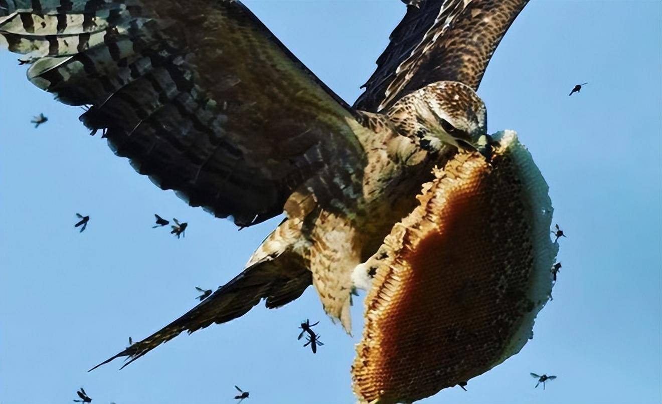 能蛰死人的马蜂,天敌竟是一只鸟?_自然_世界_生命