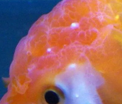 金鱼头瘤白色分泌物图片