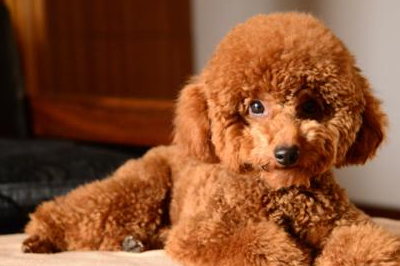 泰迪犬这种狗狗它们的性格是很傲娇的并且泰迪犬这种狗的智商高,所以