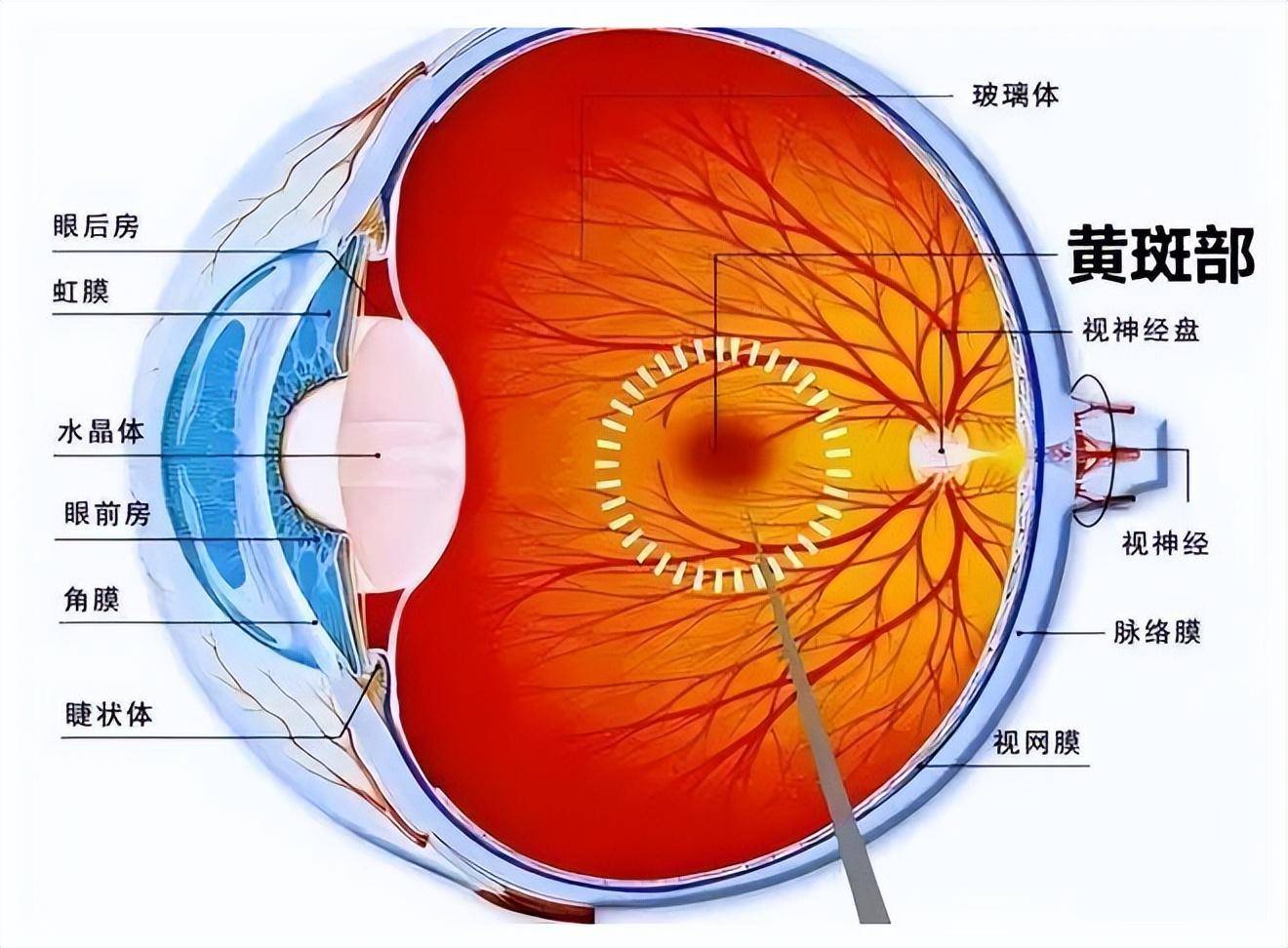 控糖只是其一_视网膜_视力_河北省