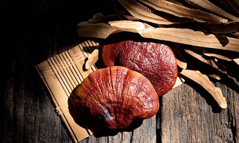 "灵芝农业奇迹"_吕文_创新_中药材