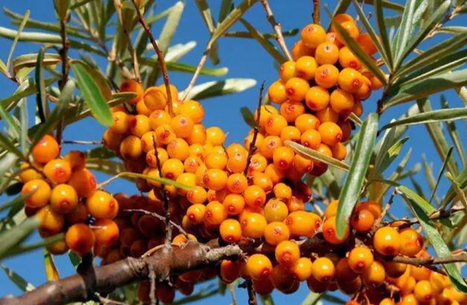 沙棘原浆哪个牌子的好用又便宜,挑战味蕾,解密鲜果之王_果实_品质