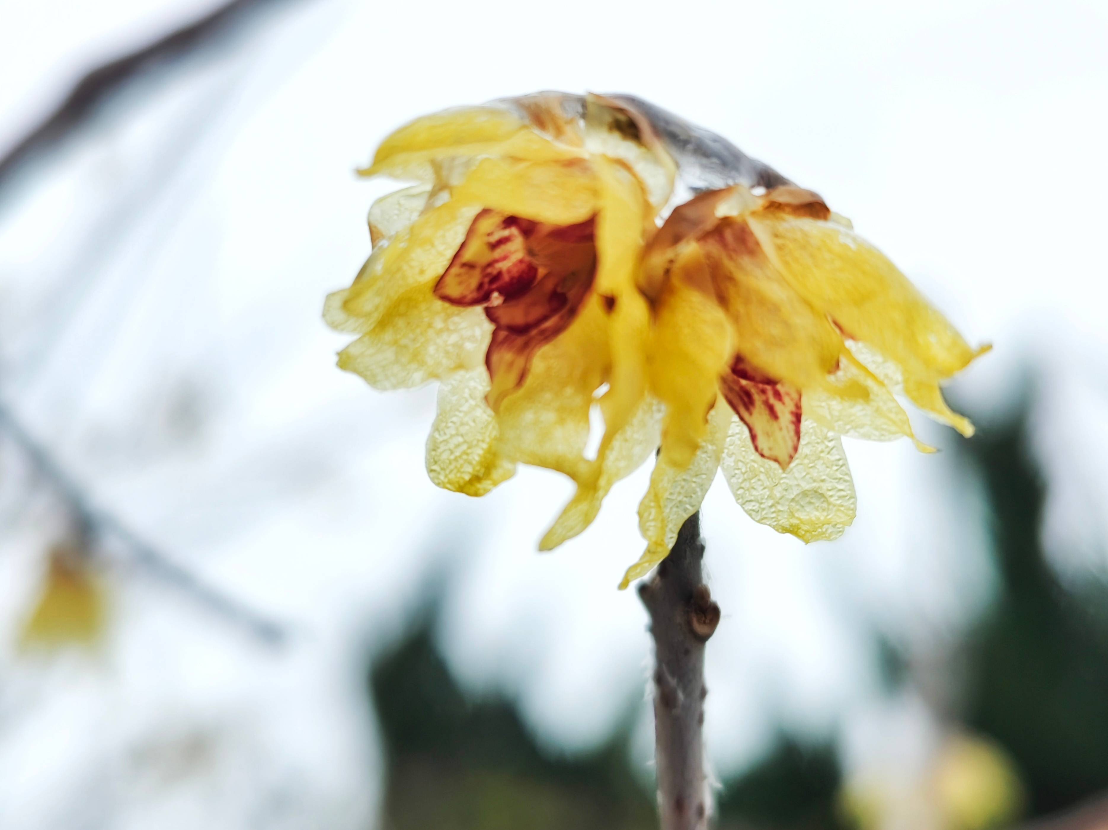 郯城:冻雨成冰 腊梅花晶莹剔透惹人迷_季节_雨雪_生命
