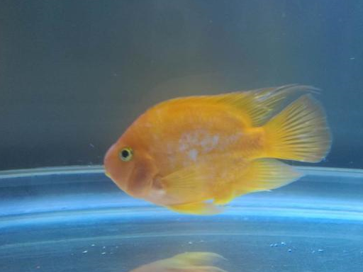 鱼儿_鳞片_情况