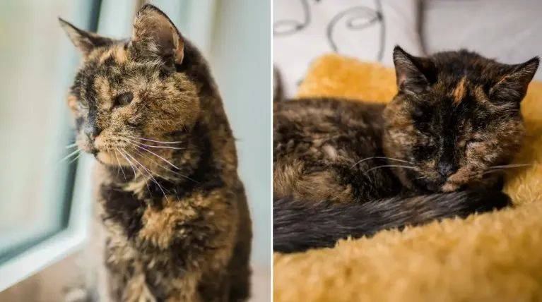 猫咪死亡原因和寿命统计_疾病_影响_品种