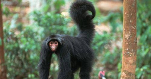 "丁丁骨"是身体哪部分,为何现在却消失了?是进化还是退化?