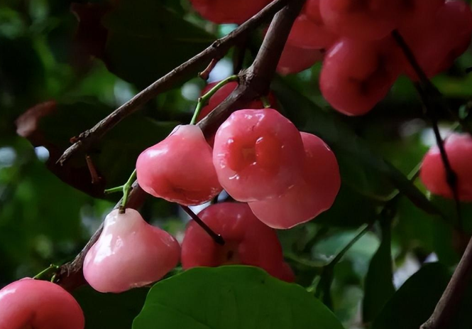 南方掉落一地无人去捡,运到北方成稀罕物卖50一斤_水果_莲雾_市场