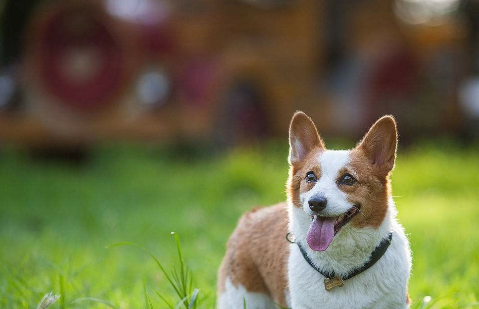 下面我来为大家科普一下,柯基长什么样,首先耳朵属于中等大小,一般