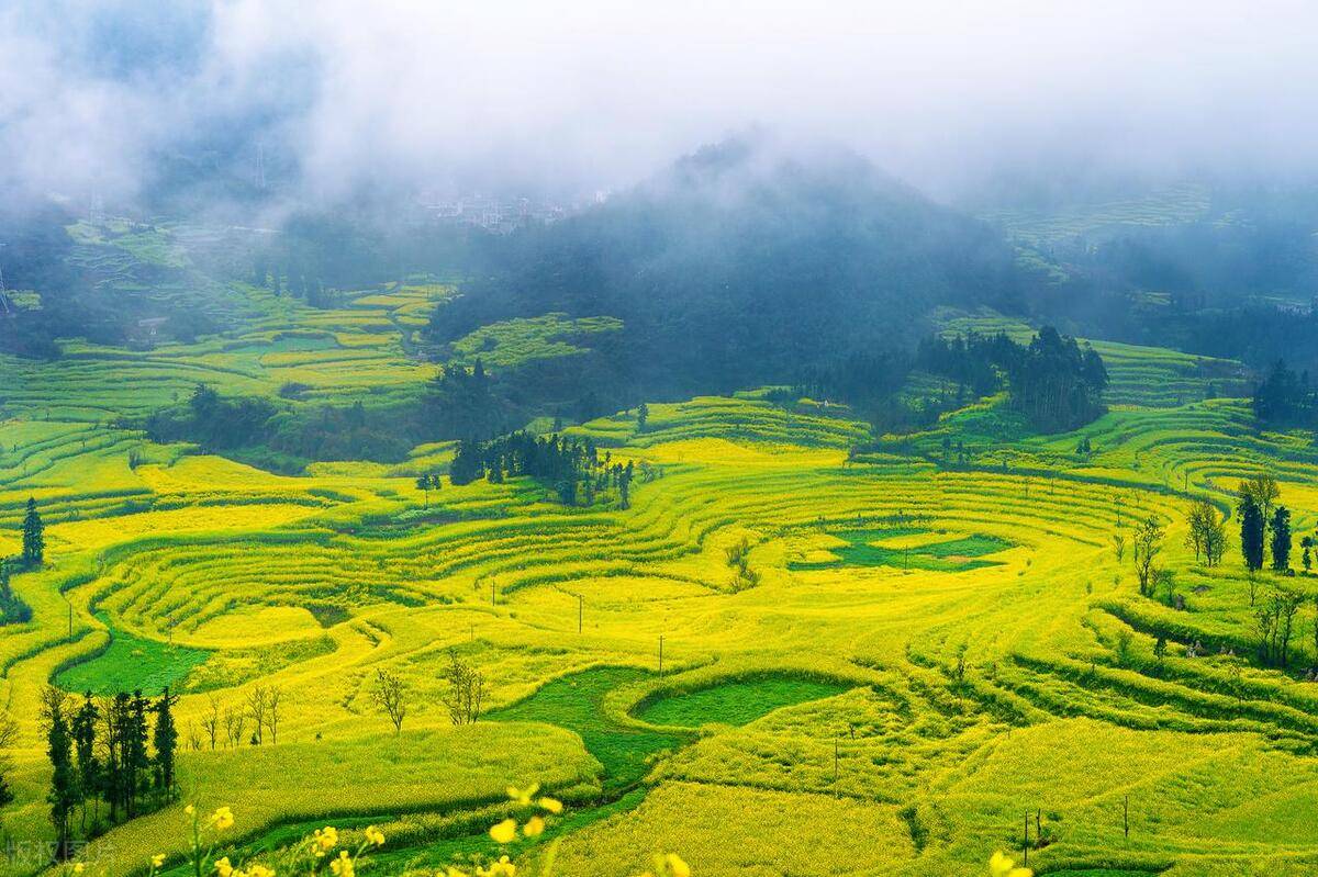 不只云南罗平,从春天到盛夏,中国有这么多震撼的油菜花观赏地