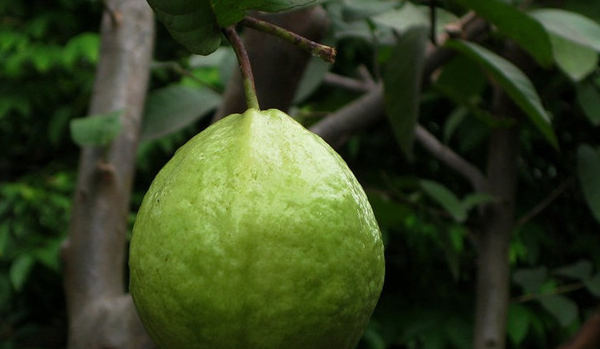 太冷了,不想直接吃番石榴,那就这么吃而且老少皆宜_时候_爷爷_地方