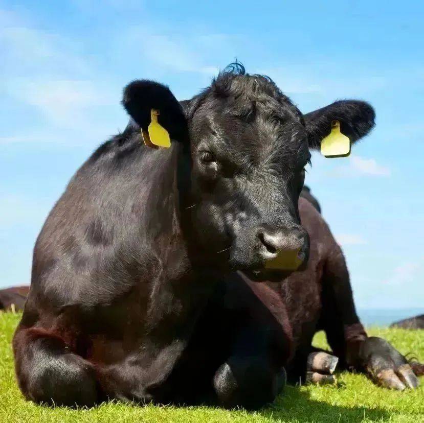 世界上的安格斯牛第一人是苏格兰人休·华生.