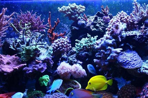 水草水族箱的造景 水草水族箱的造景技艺,造景并不难!_卵石_热带_轮廓