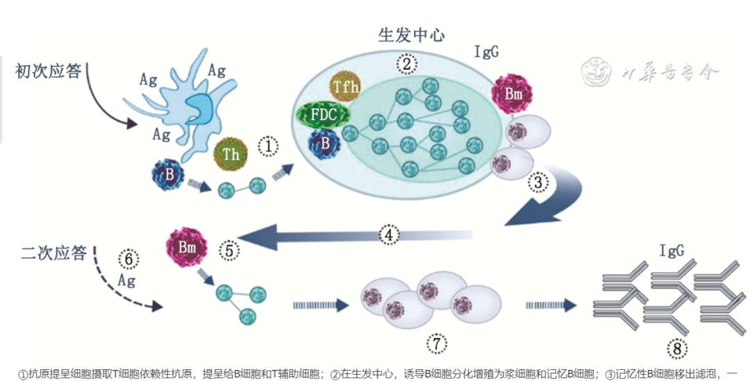 基础免疫是根本,加强免疫是保障:论疫苗加强免疫及其