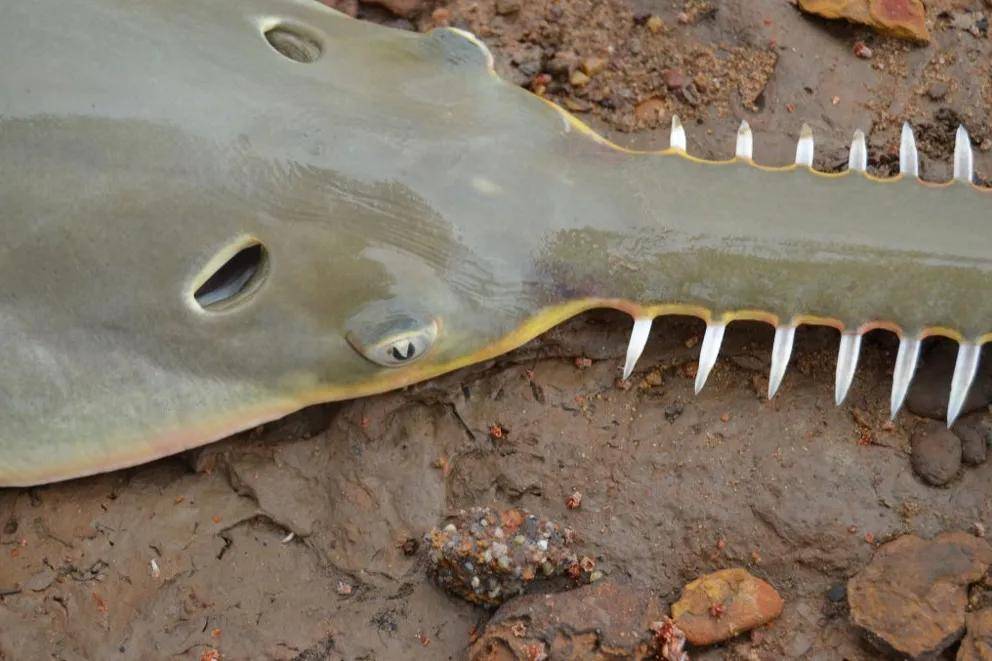 海洋中的"电锯狂魔",头顶2米长锯撕碎猎物,锯鳐它有天敌吗?