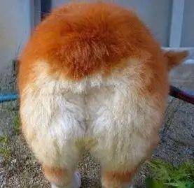 袁枚宠男,板桥爱臀,蒲松龄恐同纪晓岚戒色:大清国文人有多浪?