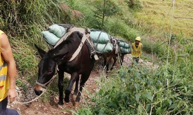 山林中的"骡马队"夫妻,在悬崖峭壁上干活养家,月收入4万_运输_骡子