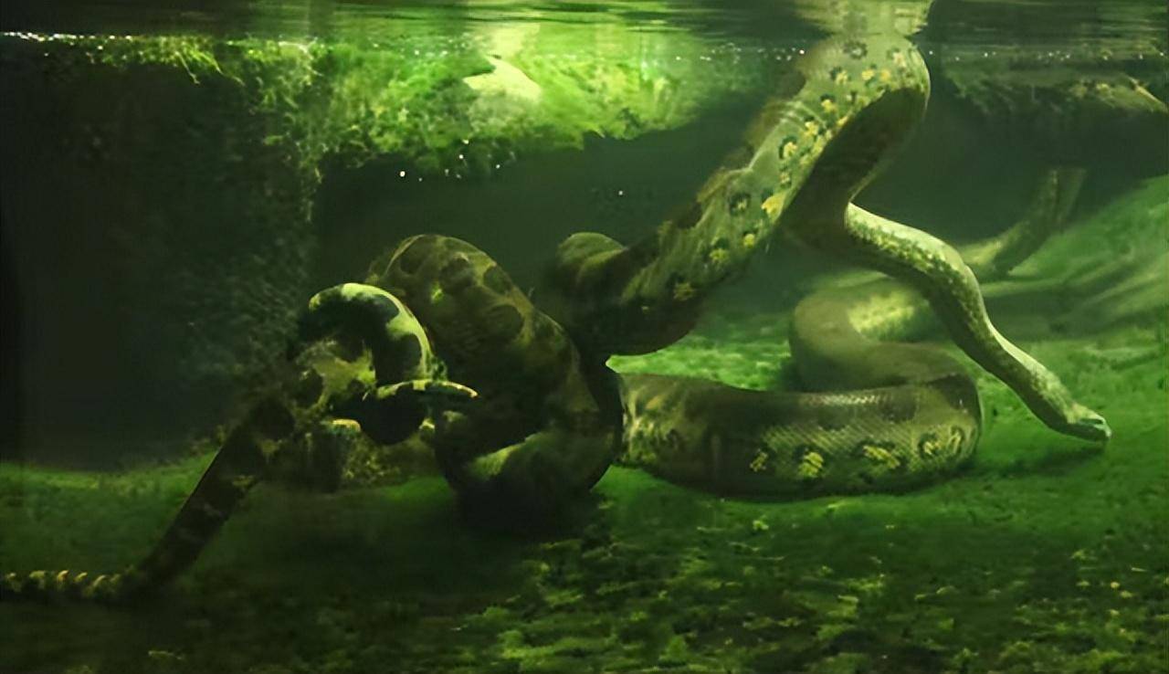 基因分析显示,新物种北方绿水蚺是现存最重蛇类,体重超250公斤