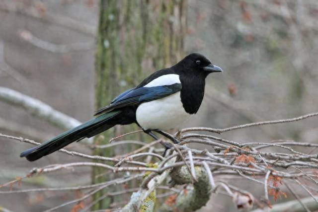 喜鹊窝对材料选择有多挑剔?为了安全,它竟然选择用钢材料筑巢!