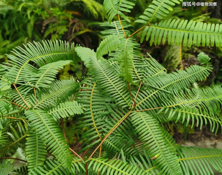 芒萁,又称狼萁,铁狼萁,有4大作用,价值极高,农民朋友要了解!