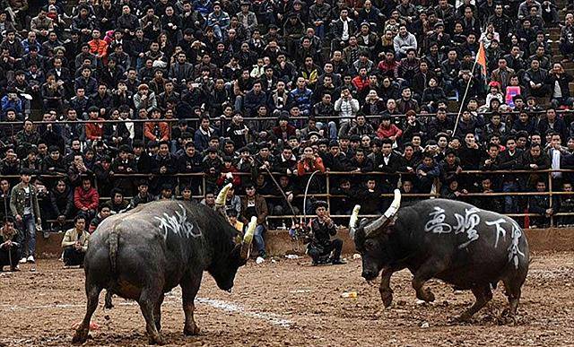 1998年贵州小伙买下一头牛,15年后病逝500人送葬,用茅台酒祭奠_正书