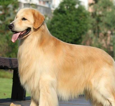 购买纯种金毛需要注意的4点,不要再被坑了!_狗狗_证明书_血统