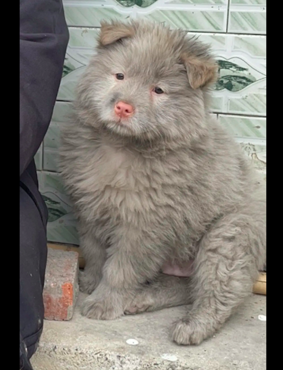 爷爷一周前刚买的白狗,结果现在变成了小黑狗了,差点没认出来!