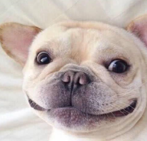 超爱笑的小法斗,看到它心情也会变好_情况_狗狗_肠道