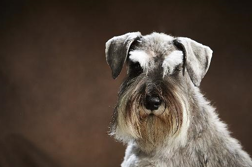 这头犬的后代,弗莱卡斯弗朗考尼亚赢得了第一个美国犬种的冠军.