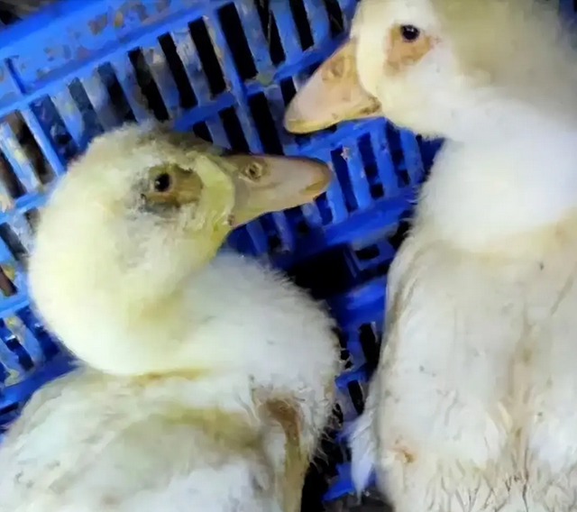 鸭子浆膜炎能否自愈,鸭子浆膜炎用什么药最好?_伤亡_危害_疾病