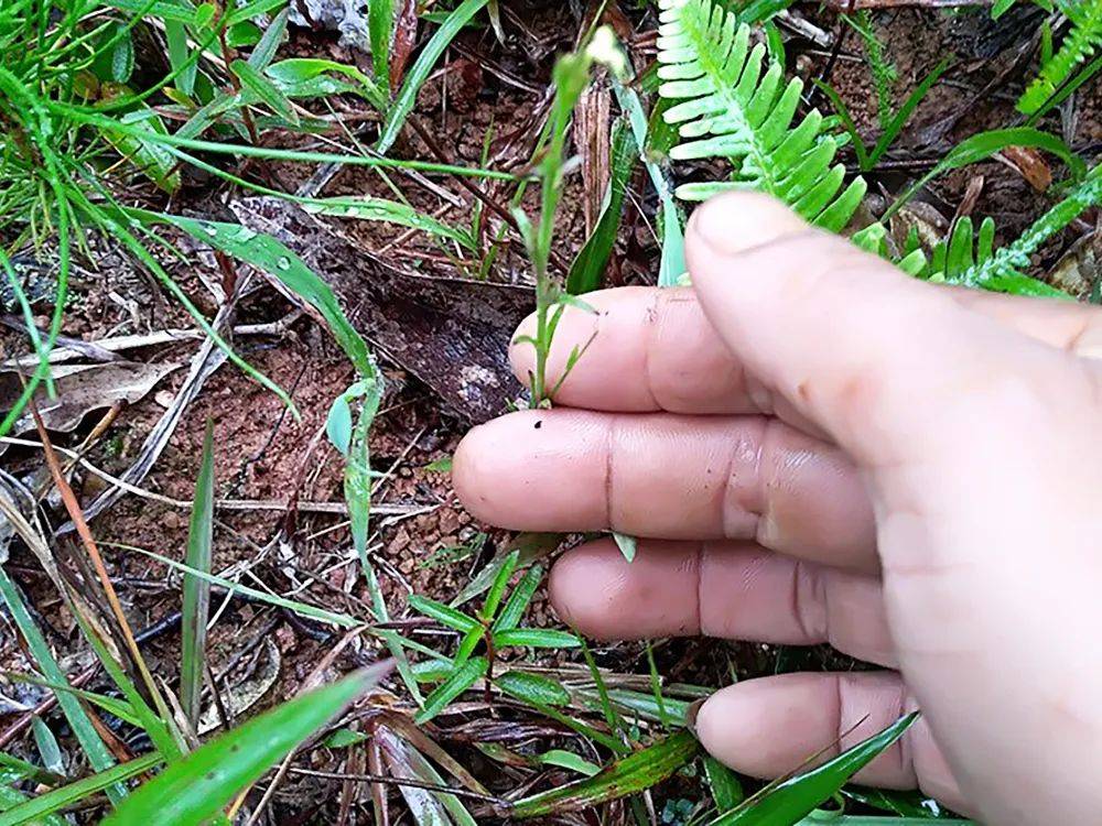 去卖钱赚学费,如今极为珍贵,人称"草中黄金",500元/斤_小儿_小草_价值