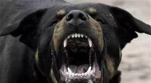 带狗参演谢晋电影《老人与狗》,上映后,人狗皆被枪决_程鹏_女子_猎枪