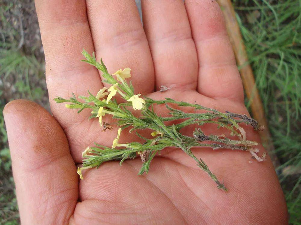 去卖钱赚学费,如今极为珍贵,人称"草中黄金",500元/斤_小儿_小草_价值