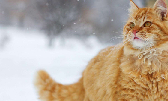 猫咪_猫砂_粪便