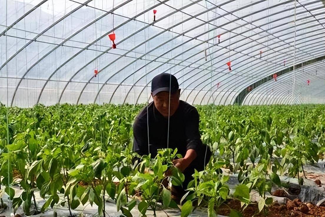 温室辣椒施好三肥保增产_进行_尿素_硫酸钾