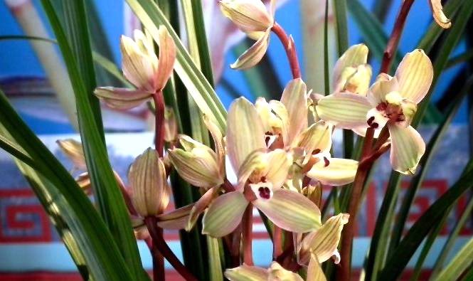 但是却不是很好养,市场上的价格也不便宜,往往一小棵兰花都要一百多块